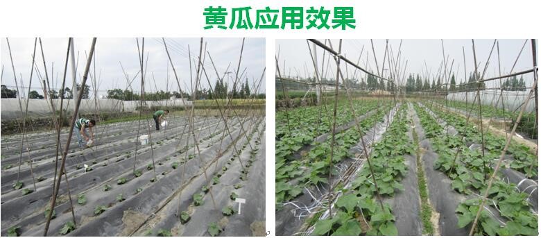 氨基寡糖素 - 植物的免疫衛(wèi)士，根結(jié)線蟲的克星
