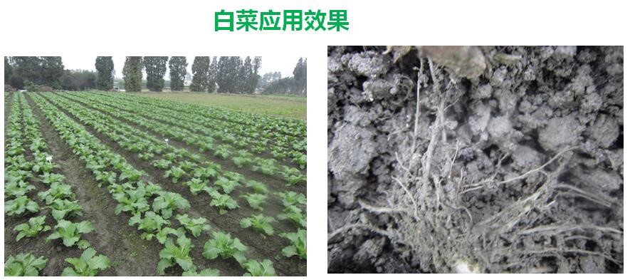 氨基寡糖素 - 植物的免疫衛(wèi)士，根結(jié)線蟲的克星