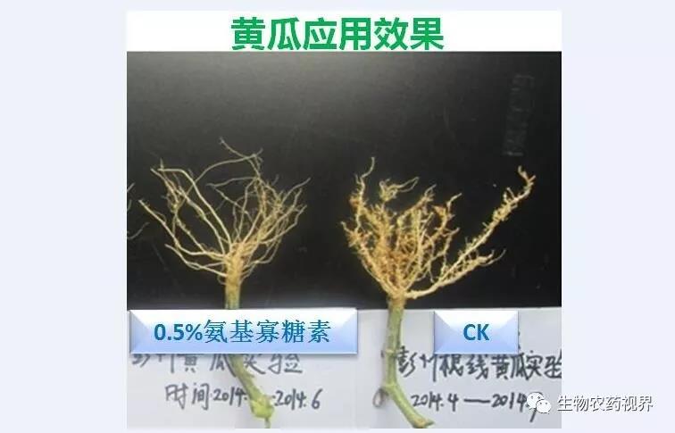 氨基寡糖素 - 植物的免疫衛(wèi)士，根結(jié)線蟲的克星