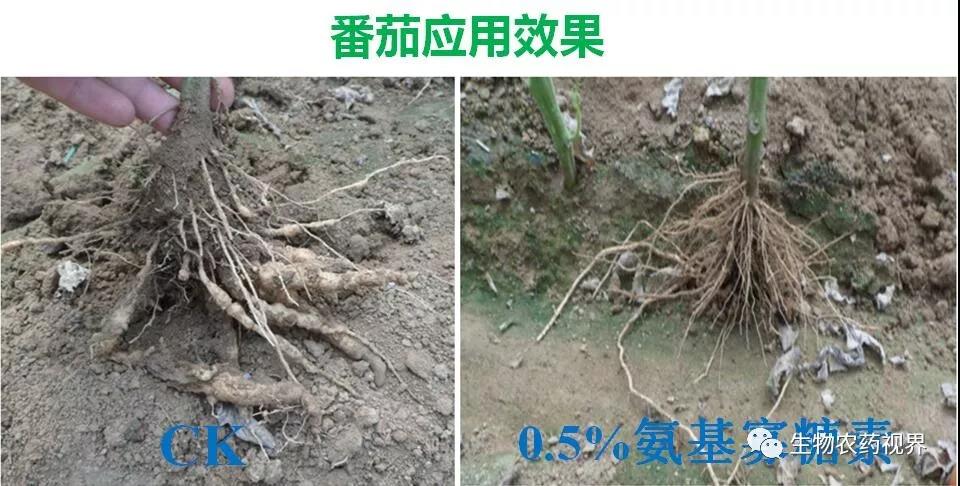 氨基寡糖素 - 植物的免疫衛(wèi)士，根結(jié)線蟲的克星