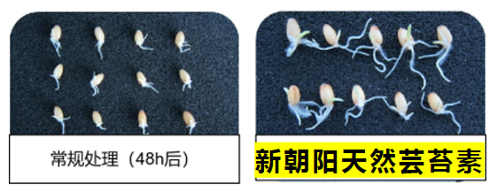小麥拌種選新朝陽天然蕓苔素，讓小麥高產(chǎn)贏在起跑線上?。ㄐ←溤谑裁磿r候用蕓苔素效果最佳）