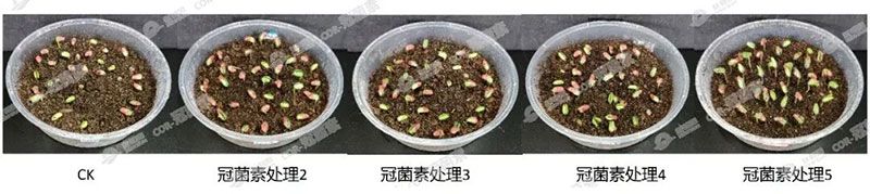 成都新朝陽(yáng)COR冠菌素入選“2025中國(guó)農(nóng)業(yè)重大新產(chǎn)品”